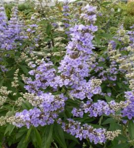 vitex agnus castus regulador hormonal natural, menstrua natural