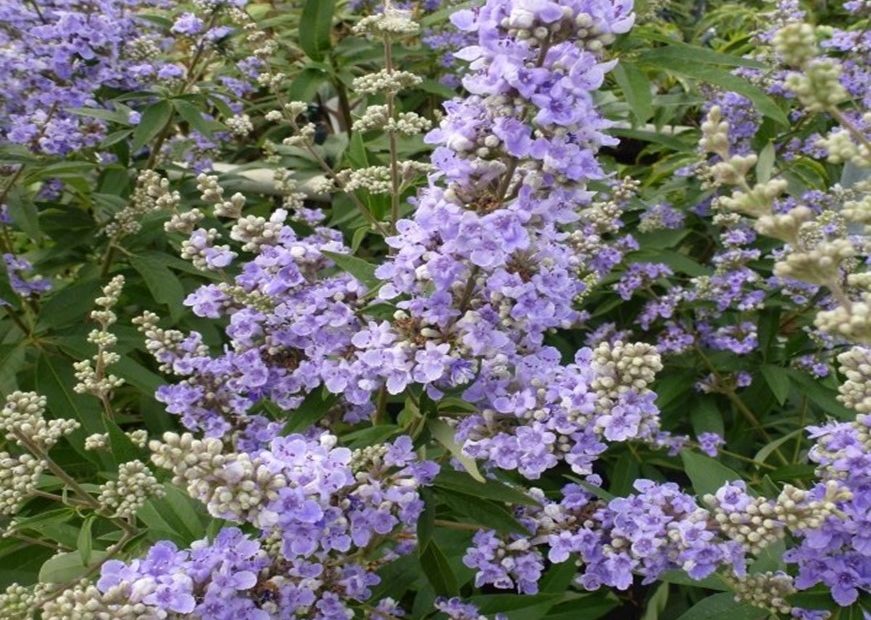 vitex agnus castus regulador hormonal natural, menstrua natural